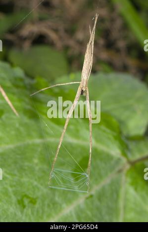 Ragno a rete (Deinopis sp.) Subadult, caccia con la rete, Manu Road, departimento Cusco, Ande, Perù Foto Stock