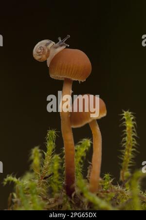 Giardino lumaca (Helix aspersa) bambino, su piccoli funghi, Sheffield, South Yorkshire, Inghilterra, Regno Unito Foto Stock