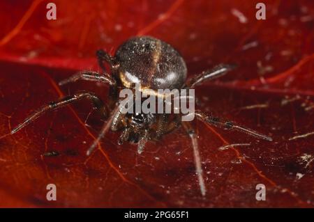 Ragno grasso (Steatoda bipunctata), ragni grassi, altri animali, ragni, aracnidi, Animali, ragni con cappuccio, comune Falso vedova Spider adulto femmina Foto Stock