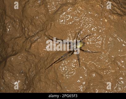 European Cave Spider (Meta menardi) adulto, con filo di seta in grotta di calcare color ocra, Somerset, Inghilterra, Regno Unito Foto Stock