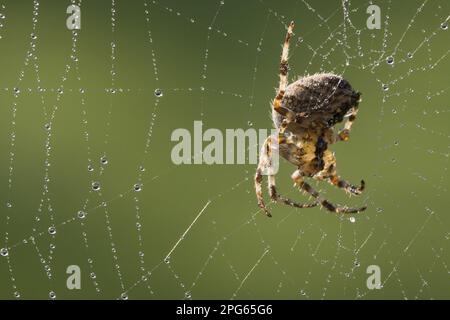 Garden Orb Spider (Araneus diadematus) femmina adulta, su rete coperta di rugiada, Leicestershire, Inghilterra, Regno Unito Foto Stock