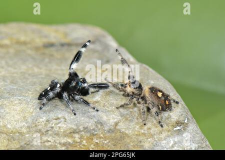Regal Jumping Spider (Phidippus regius) Coppia adulto, in corteggiamento prima dell'accoppiamento (U.) S. A Foto Stock