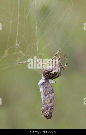 Orb giardino europeo ragno giardino (Araneus diadematus) femmina adulta, con parete avvolta parete marrone (Lasiommata megera) preda farfalla in rete Foto Stock