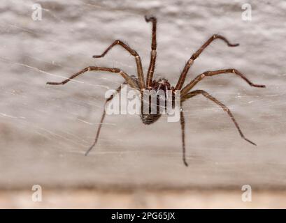 Common House Spider (Tegenaria domestica) adulto, su web in costruzione, Inghilterra, Regno Unito Foto Stock