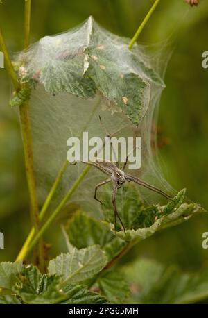 Nursery-web Spider (Pisaura mirabilis) femmina adulta, rete di protezione del nursery, Dorset, Inghilterra, Regno Unito Foto Stock