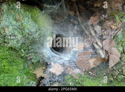 Altri animali, ragni, arachnidi, animali, ragni scuri ragno in pizzo (Amaurobius similis) ingresso di rete in muro di pietra, Leicestershire Foto Stock