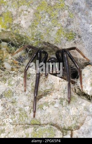 Ragno a rete da pesca, ragno a ragnatela con fanetto verde (Segestria florentina), altri animali, ragni, aracnidi, animali, Ragnatela tubo adulto, in attesa Foto Stock