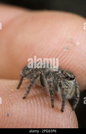 Jumping Spider (Philaeus chrysops) giovane, seduto a dito, Sassello, Provincia di Savona, Liguria, Italia Foto Stock
