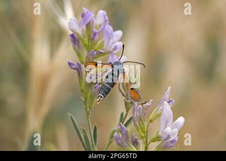 Pyropteron crisidiforme (Bembecia chrisidiformis) adulto, nutrimento di fiori, Spagna Foto Stock