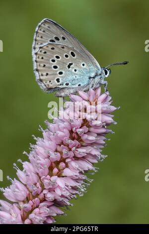 Grande blu grande (Maculinea arion) femmina adulta, sotto, poggiante su fiore bistorta (Polygonum bistorta), Alpi Italiane, Italia Foto Stock