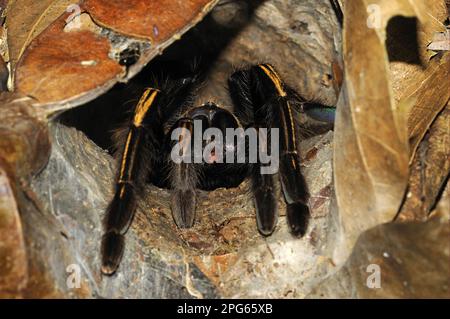 Tarantola (Theraphosidae sp.) Adulto, caccia all'ingresso del burrow, in lettiera di foglie sul pavimento della foresta, alta Floresta, Mato Grosso, Brasile Foto Stock