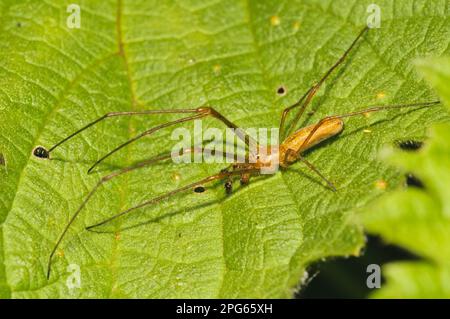 Common Stretch Spider (Tetragnatha extensa) maschio adulto, diffuso attraverso la foglia di ortica, Rye Meads RSPB Reserve, Hertfordshire, Inghilterra, Regno Unito Foto Stock