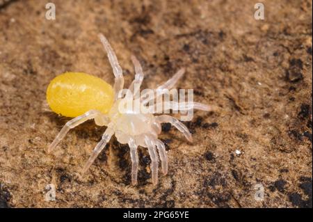 Spider a trapporta (Nemesia sp.) Nuove specie non descritte, spiderling appena schiusa, Italia Foto Stock