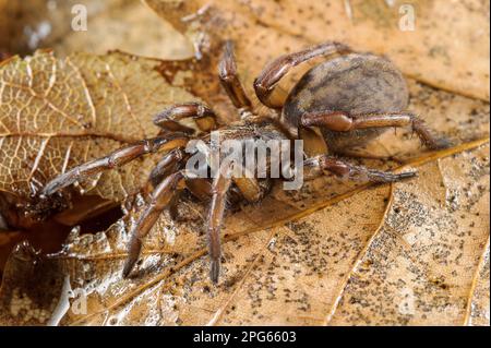 Spider a trapporta (Nemesia sp.) Nuove specie non descritte, adulte, su lettiera a foglia, Italia Foto Stock