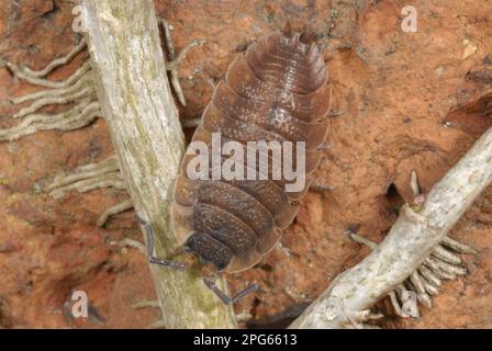 Comune Woodlouse (Oniscus asellus) forma rossa, adulto, su muro di mattoni in giardino suburbano, Gorseinon, Galles del Sud, Regno Unito Foto Stock