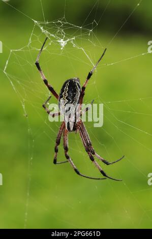 Altri animali, ragni, aracnidi, animali, ragni a ruote, Zig-zag Spider (Neoscona cooksoni) adulto, in web, Isole Galapagos Foto Stock