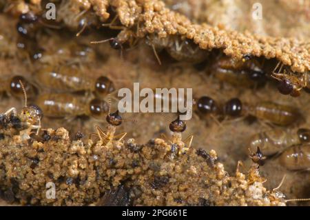 Termiti adulti dal naso lungo (Nasutitermes sp.), soldati che sorvegliano i lavoratori in colonne che cambiano casa e costruiscono un tunnel nascosto a terra, Los Foto Stock