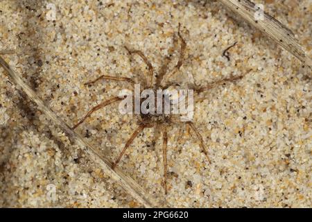 Altri animali, ragni, arachnidi, animali, sabbia wolfspider (Arctosa perita), sabbia Wolfspider adulto, sulla duna di sabbia costiera, Hengistbury Head, Dorset Foto Stock