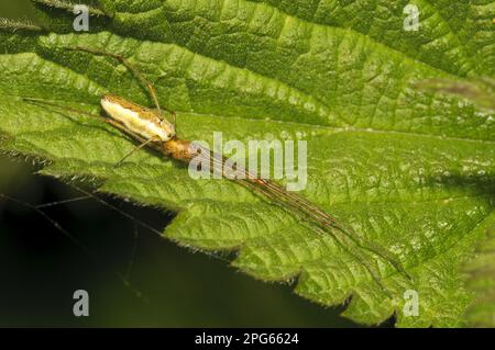 Common Stretch Spider (Tetragnatha extensa) adulto, riposante su pungente nettle (Urtica dioica) foglia, Rye Meads RSPB Reserve, Hertfordshire, Inghilterra Foto Stock