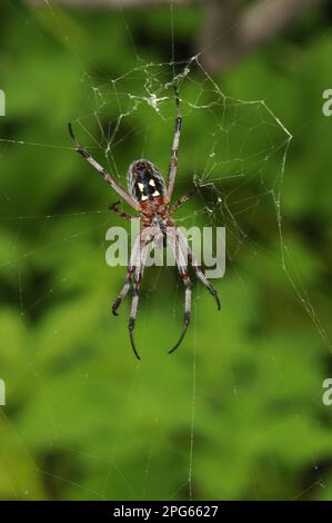 Altri animali, ragni, aracnidi, animali, ragni a ruote, Zig-zag Spider (Neoscona cooksoni) adulto, in web, Isole Galapagos Foto Stock