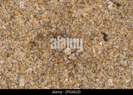 Altri animali, ragni, arachnidi, animali, sabbia wolfspider (Arctosa perita), sabbia Wolfspider adulto, mimetato sulle dune di sabbia costiere, Rock Foto Stock