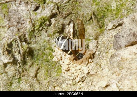 Fen Mason Wasp (Odynerus similimus) adulto, entrata camino nido, Sutton Fen RSPB Reserve, The Broads, Norfolk, Inghilterra, Regno Unito Foto Stock