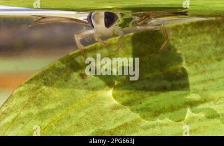 Acqua minore Boatman (Corixa punctata) adulto, in superficie di acqua, Sheffield, South Yorkshire, Inghilterra, Regno Unito Foto Stock