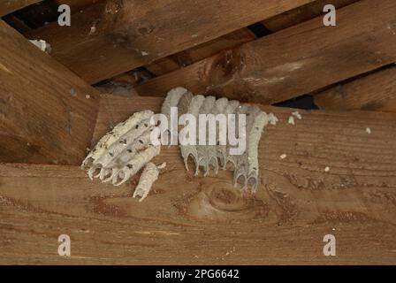 Organo tubo fango Dauber (Trypoxylon politum) nidi, gruppo in posizione riparata, Florida (U.) S. A Foto Stock