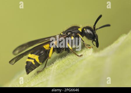 Mason Wasp (Ancistrocerus parietinus) adulto, riposante su foglia, Leicestershire, Inghilterra, Regno Unito Foto Stock