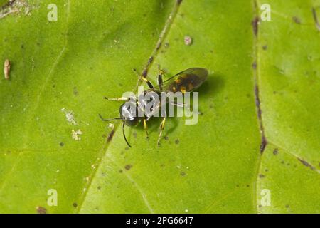 Quattro spot Digger Wasp (Crossocerus quadrimaculatus) adulto, riposante su foglia, Norfolk, Inghilterra, Regno Unito Foto Stock