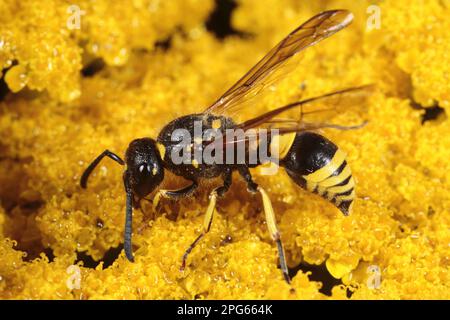 Mason wasp (Ancistrocerus parietinus) femmina adulta, nutrita del fiore di yarrow (Achillea sp.), Powys, Galles, Regno Unito Foto Stock