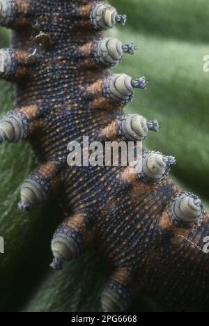 Verme di velluto neozelandese (Peripatoides novaezealandiae) adulto, vista ventrale delle gambe, Nuova Zelanda Foto Stock