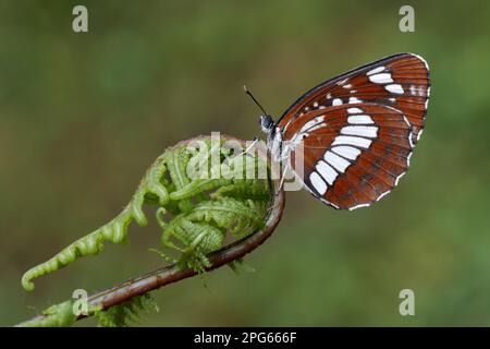 Farfalla di lutto nero, altri animali, insetti, farfalle, animali, Hungarian Glider (Neptis rivularis) maschio adulto, sotto, appoggiato sopra Foto Stock