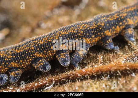 Verme di velluto neozelandese (Peripatoides novaezealandiae) adulto, primo piano delle gambe (in cattività) Foto Stock