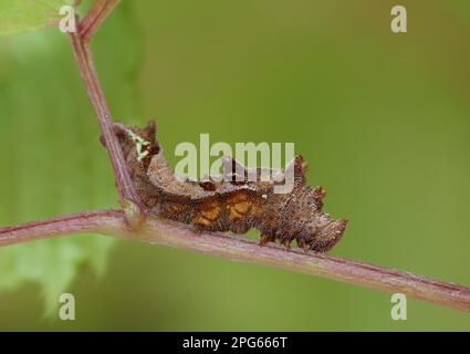 bruco aliante ungherese (Neptis rivularis), sul gambo della barba di capra di Buck (Aruncus dioicus), Valle Cannobina, Alpi italiane, Piemonte, Italia Foto Stock