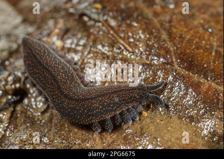 Verme di velluto neozelandese (Peripatoides novaezealandiae) adulto, appoggiato su lettiera a foglia (in cattività) Foto Stock