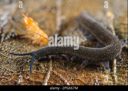 Verme di velluto neozelandese (Peripatoides novaezealandiae) adulto, camminando sulla lettiera (in cattività) Foto Stock