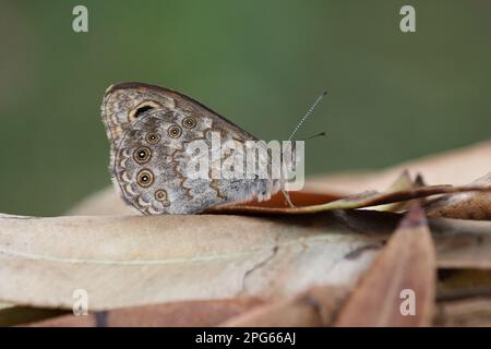 Muro marrone (Lasiommata megera) adulto, sotto, che riposa su foglie asciutte, Lesvos, Grecia Foto Stock