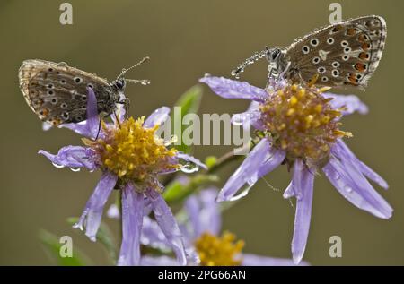 Blu comune (Polyommatus icarus) due adulti, che riposano sui fiori europei Michaelmas Daisy (Aster amellus), coperto di rugiada dopo una notte di roost Foto Stock