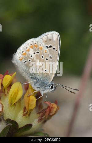 Turchese Blu (Plebicula dorylas) adulto maschio, riposante sui fiori del trifoglio del piede dell'uccello (corniculatus del loto), sulla collina rocciosa, Sierra de Guara Foto Stock