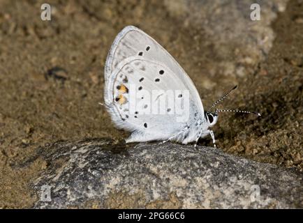 Blue a coda corta (Everes Argiades) adulto, bere alla piscina fangosa, Anatolia, Turchia Foto Stock