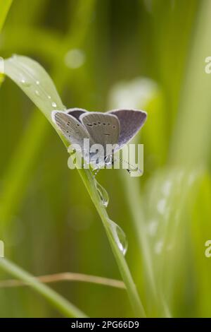 Piccola farfalla blu (Cupido minimus), Nana Blu, altri animali, insetti, Farfalle, Animali, piccolo Blu maschio adulto, riposante su ghiaia dopo pioggia Foto Stock