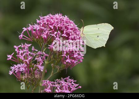 Brimstone adulto (Gonepteryx rhamni) che si nutra su fiori di valeriano rosso (Centrenthus ruber) in giardino, Inghilterra, Regno Unito Foto Stock