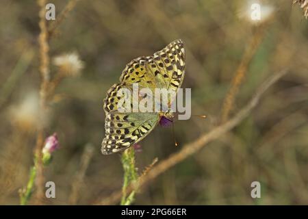 Cardinale (Argynnis pandora) Fritillario adulto, nutrirsi di fiori, Bulgaria Foto Stock