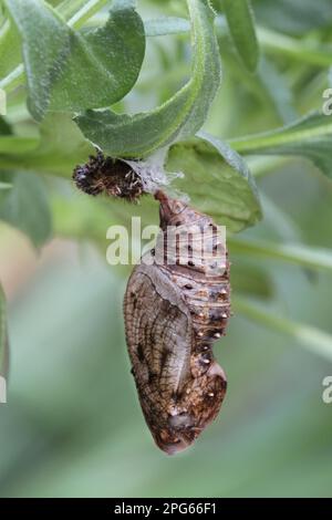 Cardinale (Argynnis pandora) pupa del Fritillario, sospesa a Violet (Viola sp.) pianta alimentare larvale, da allevamento Foto Stock