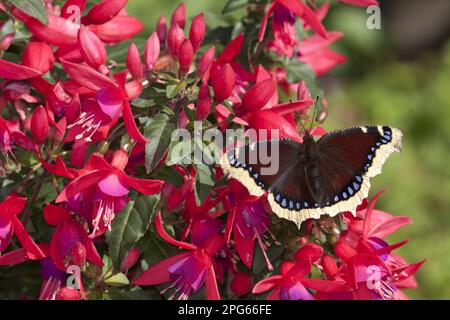 Camberwell Beauty (Nymphalis antiopa), adulto, riposante sui fiori di fuschia in giardino, Inghilterra, Regno Unito Foto Stock