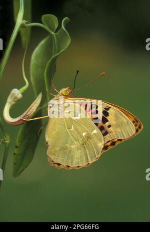 Cardinale (Argynnis pandora) Fritillario adulto, poggiante sulla pipa di Evergreen Dutchman (Aristolochia sempervirens), Turchia Foto Stock