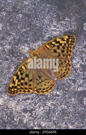 Cardinale (Argynnis pandora) Fritillario adulto maschio, basking su roccia, Turchia Foto Stock