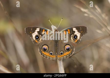 Comune Buckeye (Junonia coenia) adulto, riposante su gambo, New Jersey (U.) S. A Foto Stock