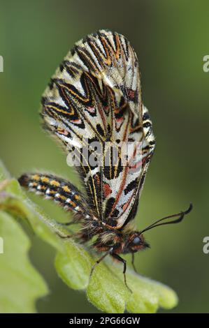 Festoon Meridionale (Zerynthia polyxena) adulto, riposante su foglia, Toscana, Italia Foto Stock